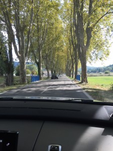 Terry's trees