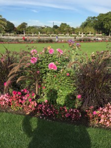 Dahlias in Luxembourg Park