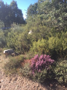Color in the scrub.